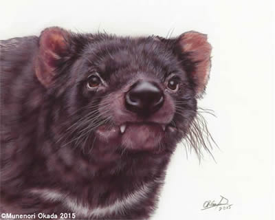 Tasmanian devil　2015
