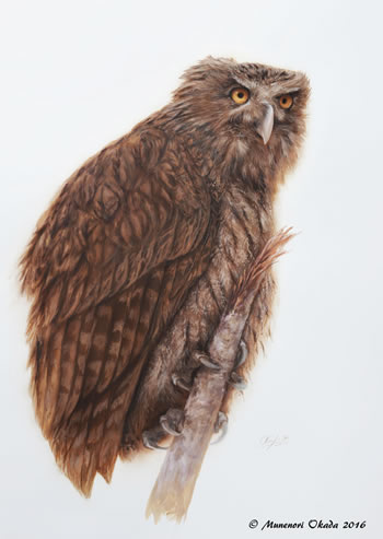 シマフクロウ　Blakiston's fish owl　2016