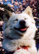 愛犬　ふく