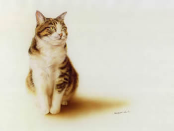 猫03