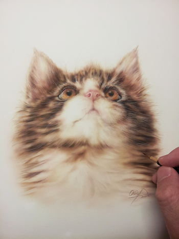 Maine Coon kitten　2015