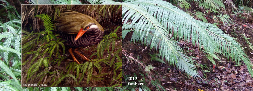 Yanbaru 2012