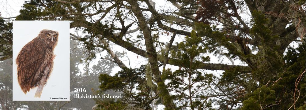 Blakiston's fish owl 2016