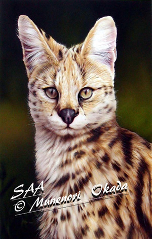 SAA