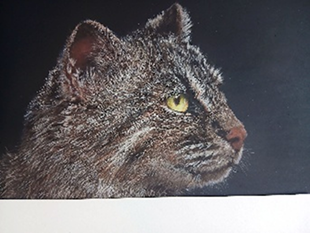 ツシマヤマネコ